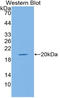 Mucin 5AC, Oligomeric Mucus/Gel-Forming antibody, LS-C300969, Lifespan Biosciences, Western Blot image 