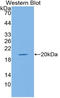 LeB antibody, LS-C300969, Lifespan Biosciences, Western Blot image 