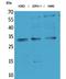SYCP3 antibody, A05718, Boster Biological Technology, Western Blot image 