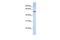 Tripartite Motif Containing 43 antibody, GTX46894, GeneTex, Western Blot image 