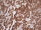 Gamma-Aminobutyric Acid Type A Receptor Alpha5 Subunit antibody, LS-C793957, Lifespan Biosciences, Immunohistochemistry paraffin image 