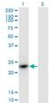 HDGF Like 3 antibody, H00050810-M02, Novus Biologicals, Western Blot image 