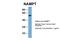 Nicotinamide Phosphoribosyltransferase antibody, 29-726, ProSci, Immunohistochemistry paraffin image 