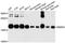 Receptor Accessory Protein 5 antibody, A10392, ABclonal Technology, Western Blot image 