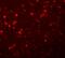 Synaptogyrin 1 antibody, A10148, Boster Biological Technology, Immunofluorescence image 
