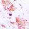 CDC42 Effector Protein 2 antibody, LS-C354148, Lifespan Biosciences, Immunohistochemistry frozen image 