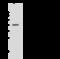 Protein Phosphatase Methylesterase 1 antibody, 108131-T32, Sino Biological, Western Blot image 