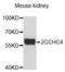 Zinc Finger CCHC-Type Containing 4 antibody, abx136054, Abbexa, Western Blot image 