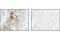 Tyrosine antibody, 9417S, Cell Signaling Technology, Immunohistochemistry paraffin image 