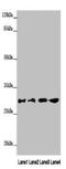 Aquaporin 1 (Colton Blood Group) antibody, A53228-100, Epigentek, Western Blot image 