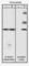 WASL antibody, WP2601, ECM Biosciences, Western Blot image 
