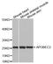 Apolipoprotein B MRNA Editing Enzyme Catalytic Subunit 2 antibody, STJ22649, St John