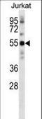 Neuropilin and tolloid-like protein 2 antibody, LS-B15657, Lifespan Biosciences, Western Blot image 