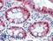 Scm Polycomb Group Protein Like 1 antibody, LS-B3515, Lifespan Biosciences, Immunohistochemistry frozen image 