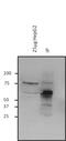 O-Linked N-Acetylglucosamine (GlcNAc) Transferase antibody, MA1-040, Invitrogen Antibodies, Immunoprecipitation image 