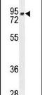 Caseinolytic Mitochondrial Matrix Peptidase Chaperone Subunit antibody, PA5-24256, Invitrogen Antibodies, Western Blot image 