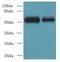 WD Repeat Domain 88 antibody, LS-C377837, Lifespan Biosciences, Western Blot image 