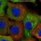 Neutral cholesterol ester hydrolase 1 antibody, PA5-55453, Invitrogen Antibodies, Immunofluorescence image 