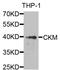 Creatine Kinase, M-Type antibody, orb167158, Biorbyt, Western Blot image 