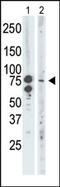 Bromodomain Containing 3 antibody, 63-366, ProSci, Western Blot image 