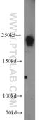 Rho Guanine Nucleotide Exchange Factor 12 antibody, 22441-1-AP, Proteintech Group, Western Blot image 