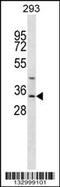 AAc antibody, 56-828, ProSci, Western Blot image 