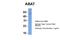 4-Aminobutyrate Aminotransferase antibody, 26-612, ProSci, Western Blot image 