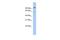 Transmembrane Serine Protease 6 antibody, PA5-43989, Invitrogen Antibodies, Western Blot image 