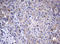 Wnt Family Member 3 antibody, LS-C175674, Lifespan Biosciences, Immunohistochemistry frozen image 