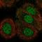 Tectonin Beta-Propeller Repeat Containing 2 antibody, HPA000658, Atlas Antibodies, Immunofluorescence image 