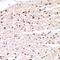 Cyclin E1 antibody, orb382448, Biorbyt, Immunohistochemistry paraffin image 