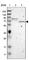 FERM Domain Containing 5 antibody, HPA013961, Atlas Antibodies, Western Blot image 