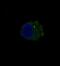S100 Calcium Binding Protein B antibody, M00979-1, Boster Biological Technology, Immunofluorescence image 
