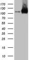 LIM Domain And Actin Binding 1 antibody, M05231, Boster Biological Technology, Western Blot image 