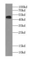 NIN1 (RPN12) Binding Protein 1 Homolog antibody, FNab05779, FineTest, Western Blot image 