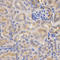 Complement Factor B antibody, LS-C331647, Lifespan Biosciences, Immunohistochemistry frozen image 