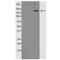 MAP2ab antibody, SPC-1299D-STR, StressMarq, Western Blot image 