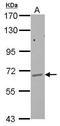 Glycosylphosphatidylinositol Anchor Attachment 1 antibody, GTX115131, GeneTex, Western Blot image 