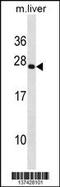 Paired Related Homeobox 2 antibody, 60-703, ProSci, Western Blot image 