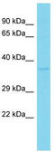 LysM Domain Containing 3 antibody, TA333375, Origene, Western Blot image 