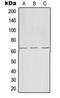 G Protein Nucleolar 1 (Putative) antibody, orb213987, Biorbyt, Western Blot image 