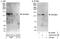 Zinc Finger RANBP2-Type Containing 3 antibody, A303-033A, Bethyl Labs, Immunoprecipitation image 