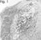 Nitric Oxide Synthase 1 antibody, ALX-210-513-R100, Enzo Life Sciences, Immunohistochemistry paraffin image 