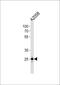 Mitochondrial Ribosomal Protein L28 antibody, PA5-35224, Invitrogen Antibodies, Western Blot image 