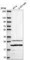 Transmembrane prostate androgen-induced protein antibody, NBP2-56657, Novus Biologicals, Western Blot image 