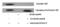 Calmodulin antibody, PA5-40284, Invitrogen Antibodies, Western Blot image 