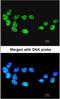 Cell Division Cycle 26 antibody, NBP1-33112, Novus Biologicals, Immunocytochemistry image 