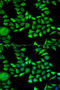 Annexin A5 antibody, LS-C748959, Lifespan Biosciences, Immunofluorescence image 