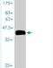 T-cell leukemia/lymphoma protein 1B antibody, H00009623-M01, Novus Biologicals, Western Blot image 