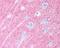 Growth Associated Protein 43 antibody, NB300-143, Novus Biologicals, Immunohistochemistry frozen image 